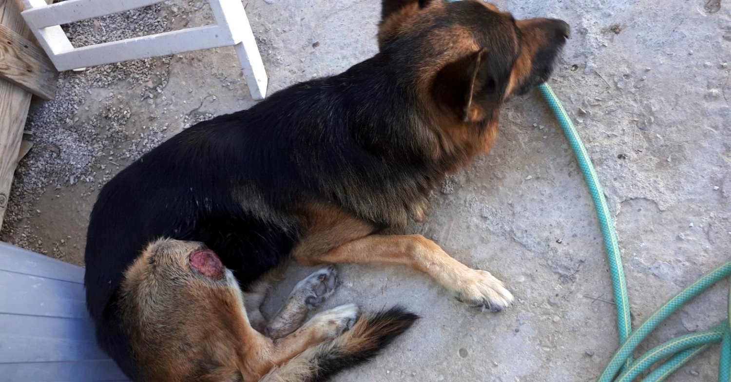 כלב שנגנב חזר פצוע לאחר שכנראה עבר קרבות או התעללות קשה
