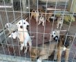 הסוף לסבלם של אלפי כלבים: חוק איסור הזיווג של יסמין סאקס פרידמן עבר בקריאה ראשונה