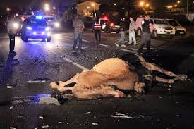 מעל 350 נפגעים מתאונות עם גמלים בעשור האחרון. צילום ארכיון
