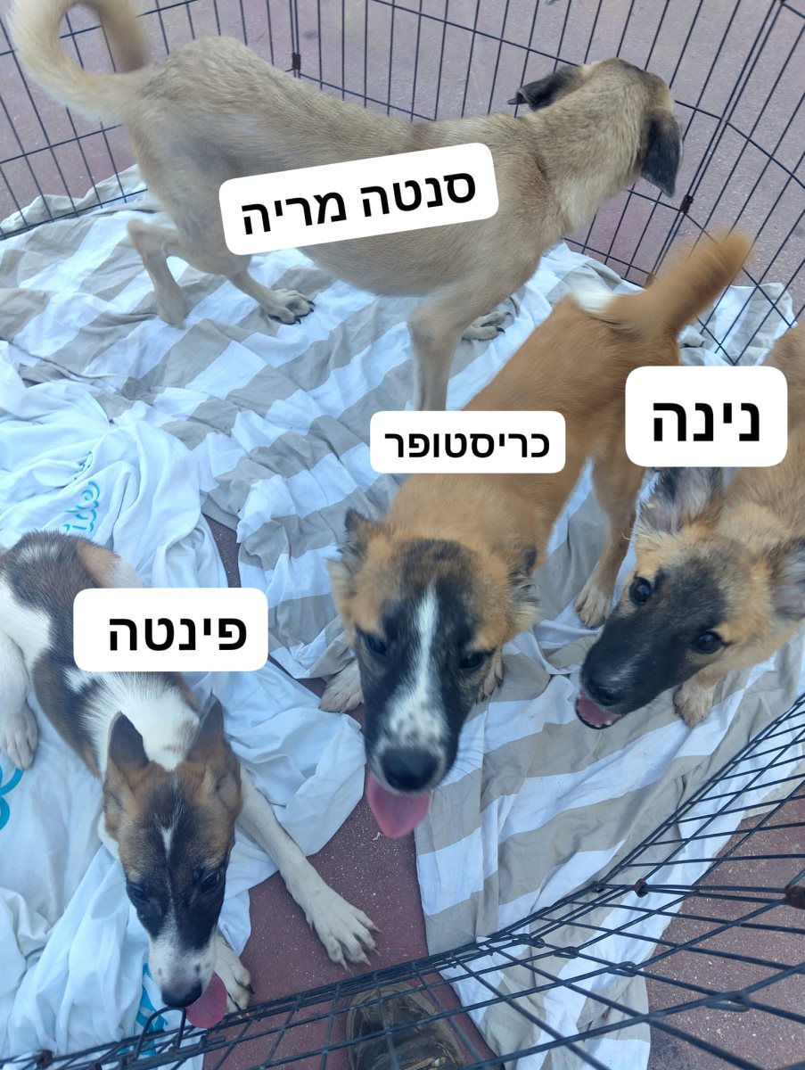 רביעיית הגורים. תוכן גולשים שימוש לפי סעיף 27 א' בחוק זכויות היוצרים