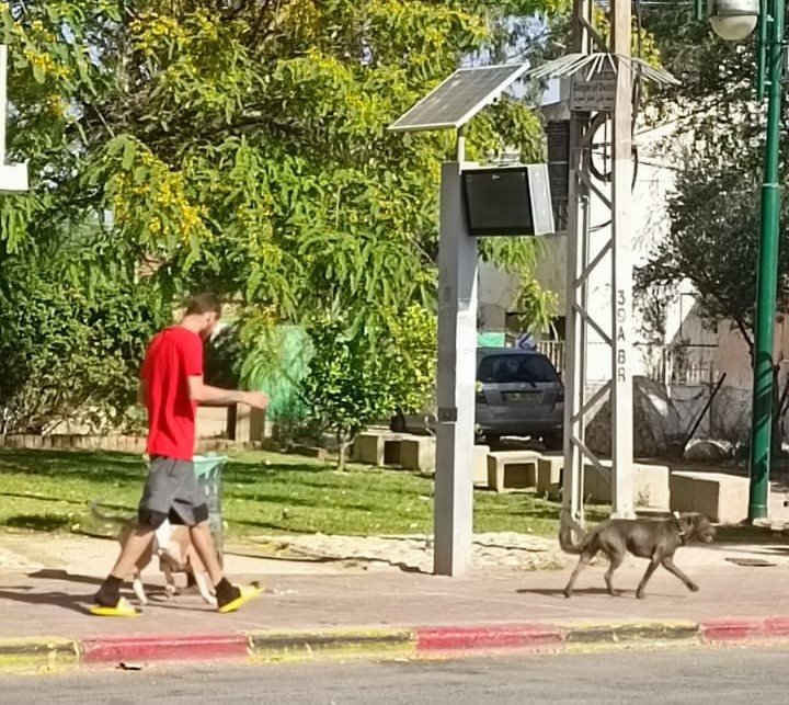 בעל כלבים בשכונה א' בצילום מה-2.6, כשאחד מכלביו- כלב פיטבול, הנחשב למסוכן, כשהוא משוחרר ללא רצועה. קרדיט צילום פרטי