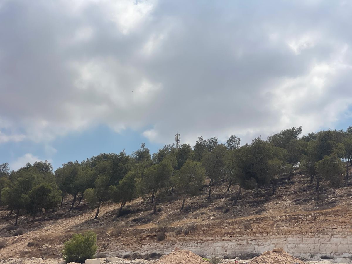 קרדיט: באדיבות קק"ל