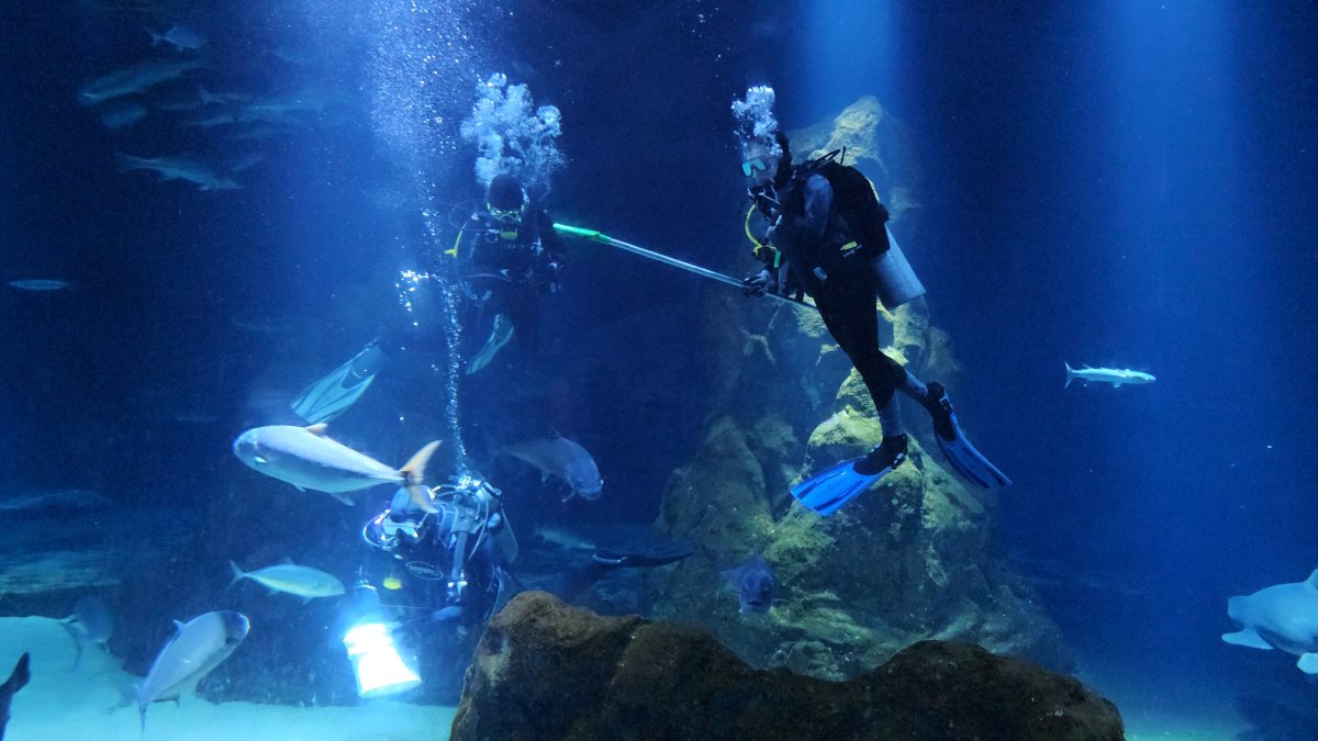 קיץ באקווריום ישראל צילום אמיר רוזנברג