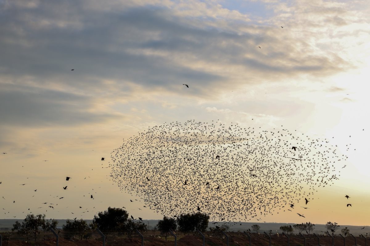 קרדיט - נועה עמיר כהן