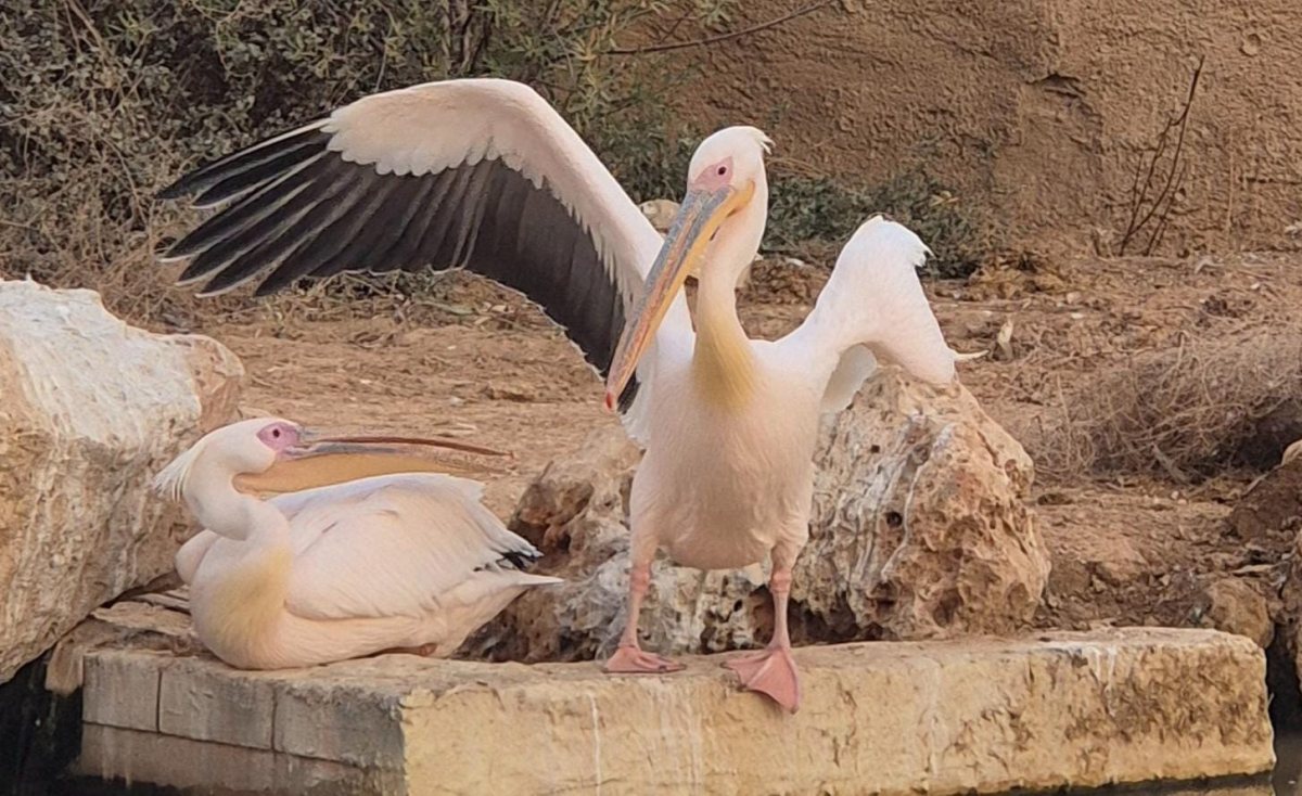 שקנאים במדבריום פארק החיות בבאר שבע. צילום - מורן לוי