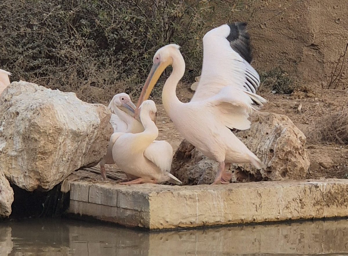 שקנאים במדבריום פארק החיות בבאר שבע. צילום - מורן לוי