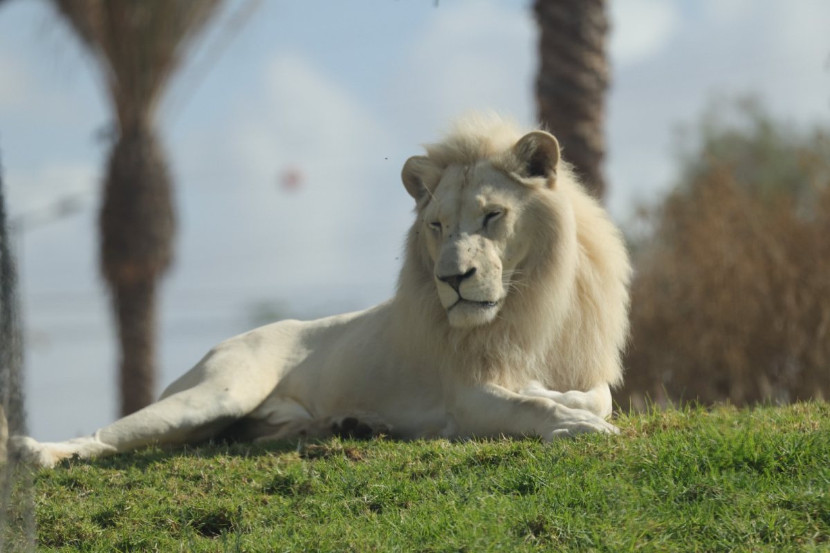 צילום: ששי זיל