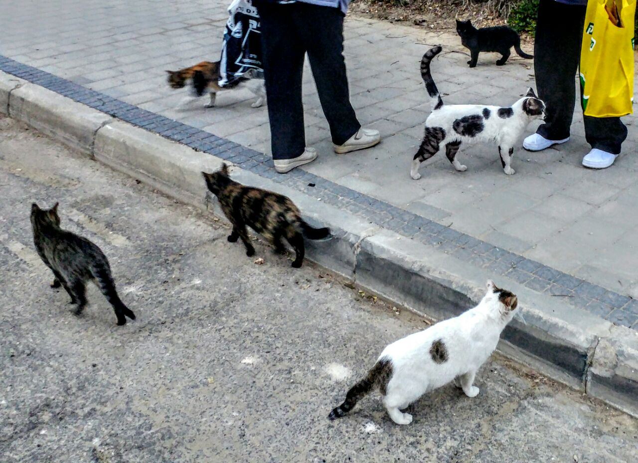 מנסים למנוע את התרבות חתולי הרחוב. צילום: שרון טל 