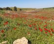 בדרך לדרום אדום עוצרים בעסקים המקומיים