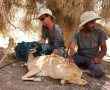 רגע מרגש: חייה של היעלה ניצלו בזכות ערנות האזרחים