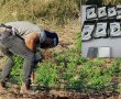 המלחמה בסחר בקנאביס: תושב ב"ש נתפס עם כמות מסחרית בגלל ריח חזק ברכב